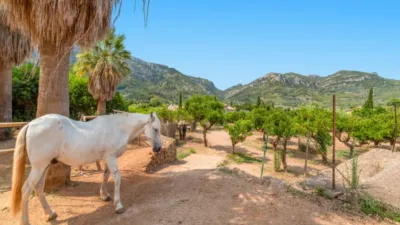 Rustic house in Sóller photo 7