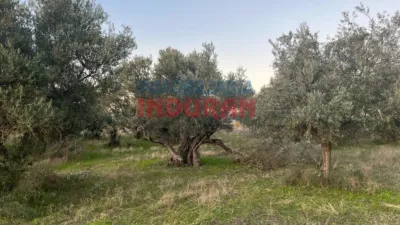 Rustic farm in Saucedilla photo 3