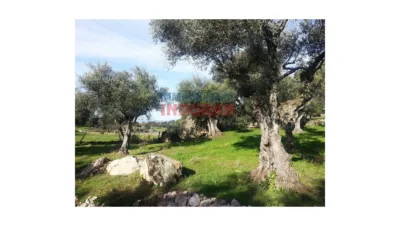 Finca rústica en venta en Belvís de Monroy - Més