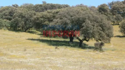 Rustic Finca in Millanes photo 8