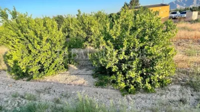 Rustic finca in Albatera photo 26