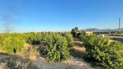 Rustic finca in Albatera photo 42