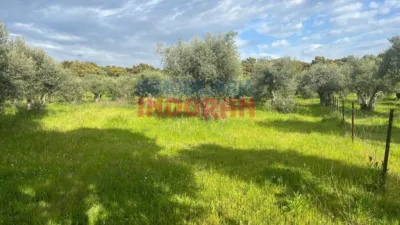 Rustic farm in Millanes photo 10