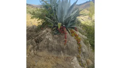 Rustic Finca in Alcaucín photo 20