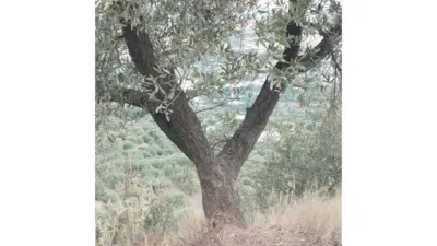 Rustic Finca in Alcaucín photo 3