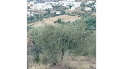 Rustic Finca in Alcaucín photo 4