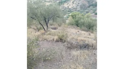 Rustic Finca in Alcaucín photo 5