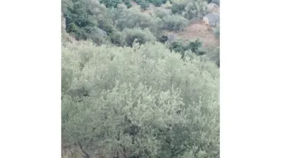 Rustic Finca in Alcaucín photo 6