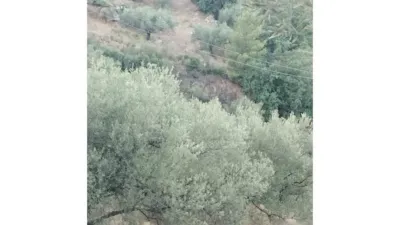 Rustic Finca in Alcaucín photo 8