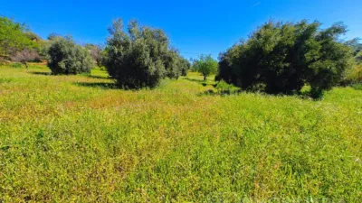 Rustic Finca in Coín photo 2