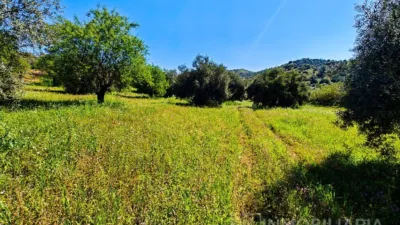 Rustic Finca in Coín photo 3