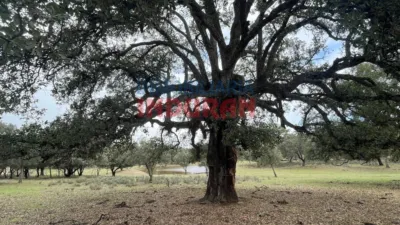 Finca rústica en venta en Majadas - Vista 4