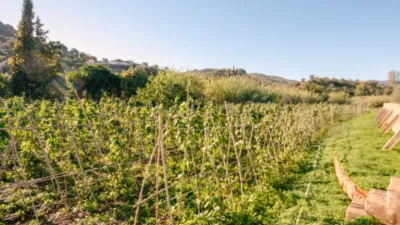 Rustic farm in Coín