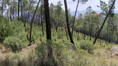 Finca rústica en venta en El Robledillo - Vista 6