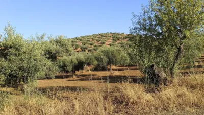 Finca rústica en venta en Montemolín - Vista 4