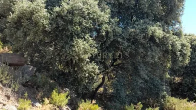 Rustic farm for sale on Calle Centenillos photo 3