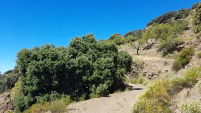 Rustic farm for sale on Calle Centenillos photo 8