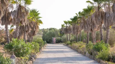 Rustic finca in Santa Margalida photo 12