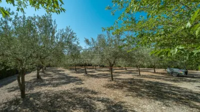 Rustic Finca in Sineu photo 19