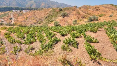 Rustic Finca in Almáchar photo 28
