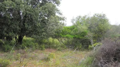 Rustic Finca in Son Servera photo 5
