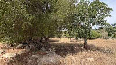 Rustic Finca in Son Servera photo 19
