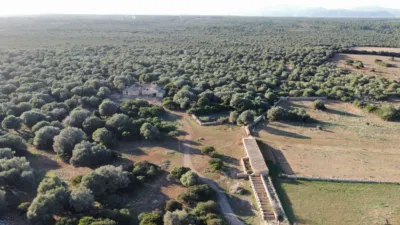Rustic finca in Santa Margalida photo 19