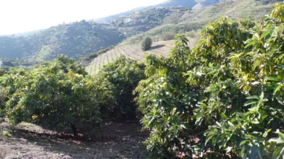 Rustic Finca in Viñuela photo 18