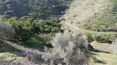 Rustic Finca in Viñuela photo 19