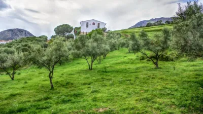 Rustic Finca in Alcaucín photo 5