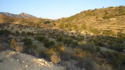 Rustic finca in Abanilla photo 15