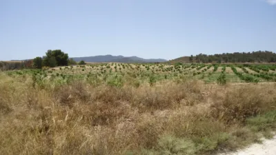 Rustic farm in Jumilla photo 2
