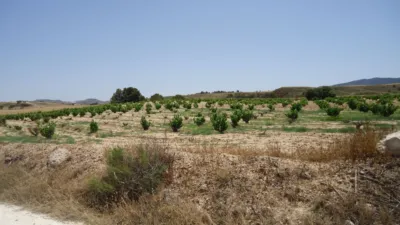 Rustic farm in Jumilla photo 3
