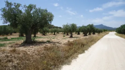 Rustic farm in Jumilla photo 4
