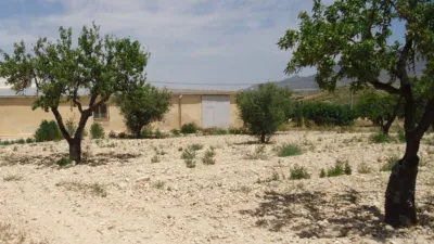 Rustic farm in Jumilla photo 5