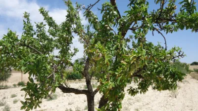 Rustic farm in Jumilla photo 7
