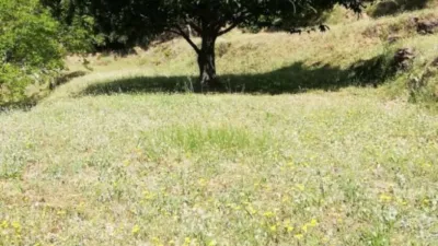 Rustic finca on Calle Chaparra, No. 4 photo 11