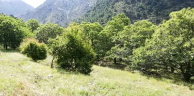 Rustic finca on Calle Chaparra, No. 4 photo 14