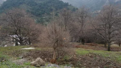 Rustic finca on Calle Chaparra, No. 4 photo 15