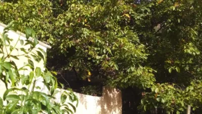 Rustic finca on Calle Chaparra, No. 4 photo 7