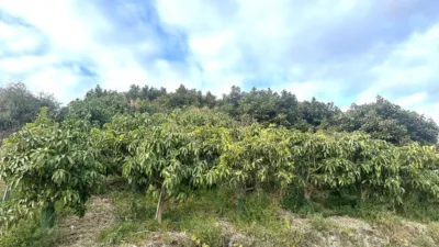 Finca rústica en venta en Calle Minasierra Alta, Número 1, Zona Ronda de Poniente-Avenidas Salobreña-Enrique Martín Cuevas (Motril) de 240.000 €