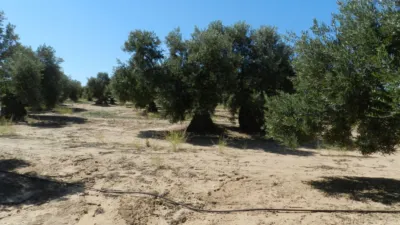 Rustic farm in Bailén photo 2