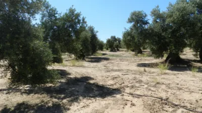 Rustic farm in Bailén photo 3