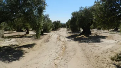 Rustic farm in Bailén photo 4