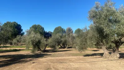 Rustic Farm in Jabalquinto photo 10