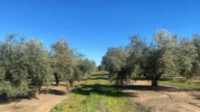 Rustic Farm in Jabalquinto photo 11