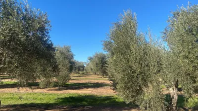 Rustic Farm in Jabalquinto photo 12
