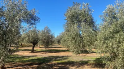 Rustic Farm in Jabalquinto photo 13