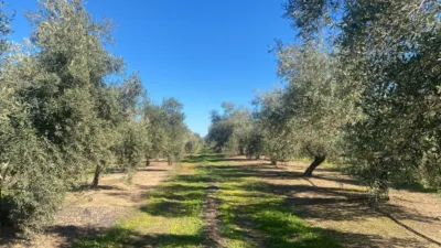 Rustic Farm in Jabalquinto photo 14