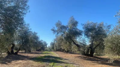 Rustic Farm in Jabalquinto photo 15